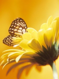 Monarch sipping life's nectar.